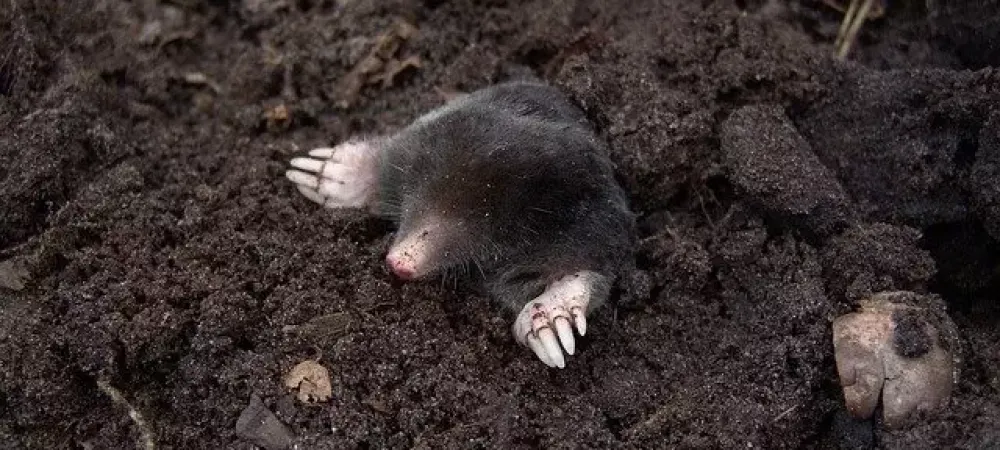 mole coming out of the dirt